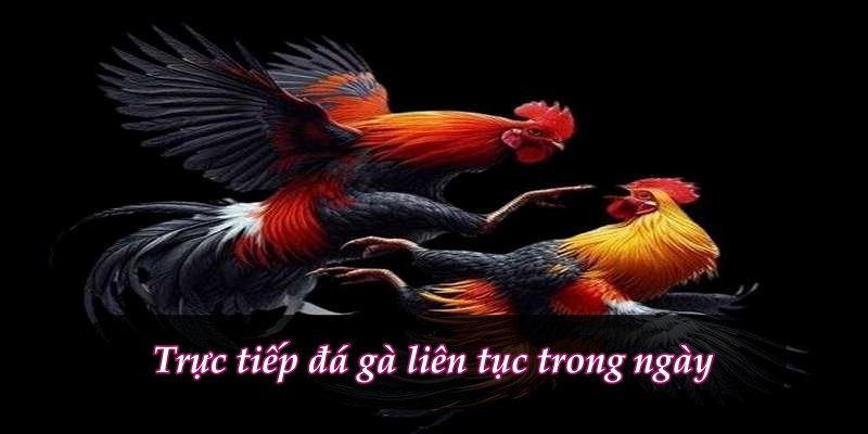 Những Mẹo Tham Gia Đá Gà C2 Hiệu Quả
